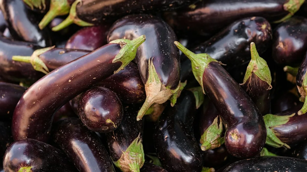 Aubergines recettes rapides : Les meilleurs recettes d'aubergines