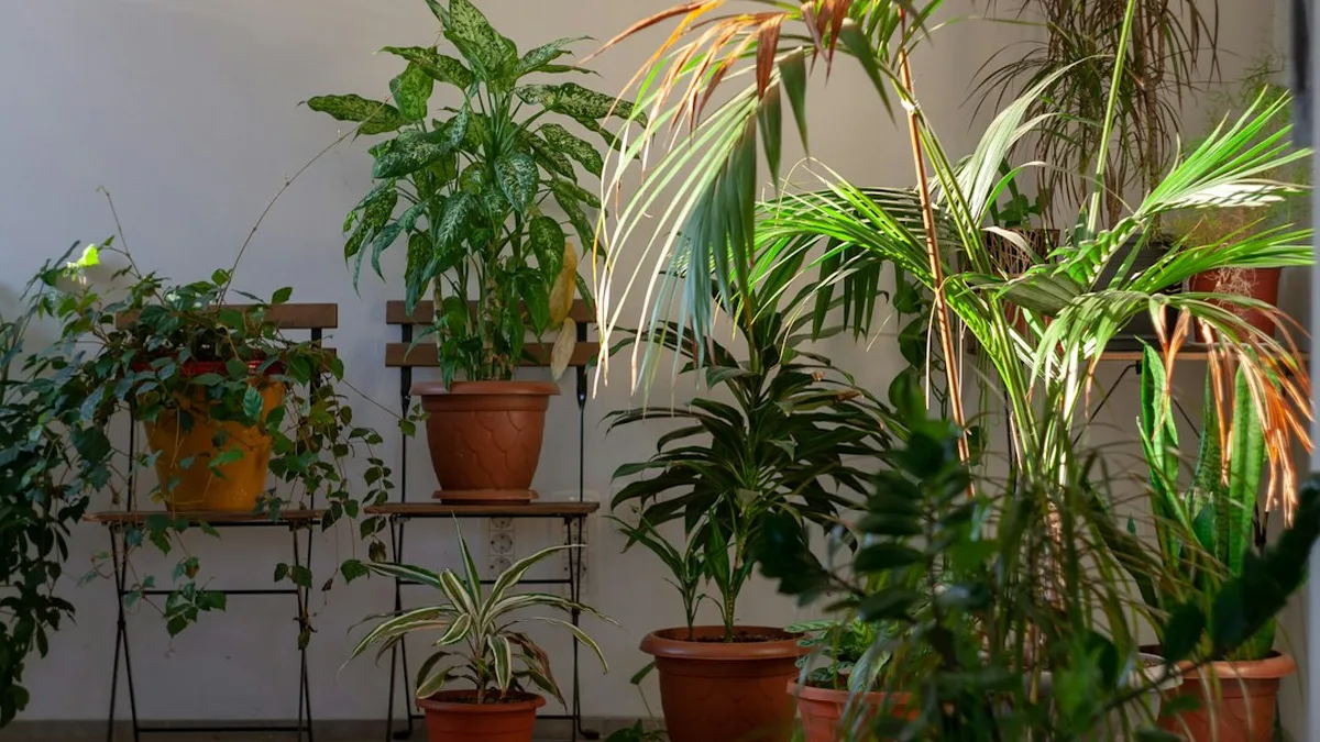 Ce que veut dire « sans lumière » pour une plante